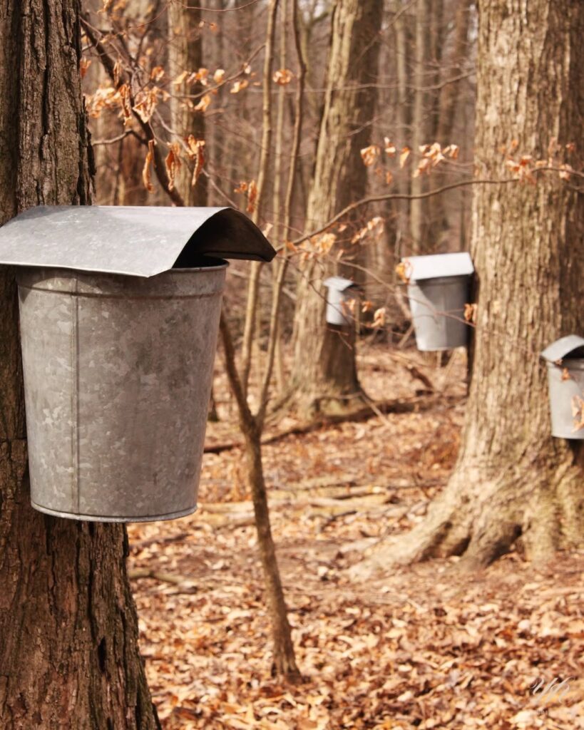 🇨🇦🍁 Did you know that… the sweetness of Maple Syrup has a history much longer than you think?