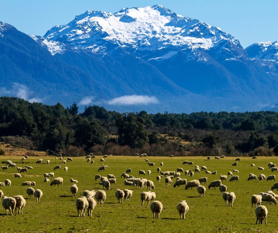 🐑 New Zealand: Land of The Sheep