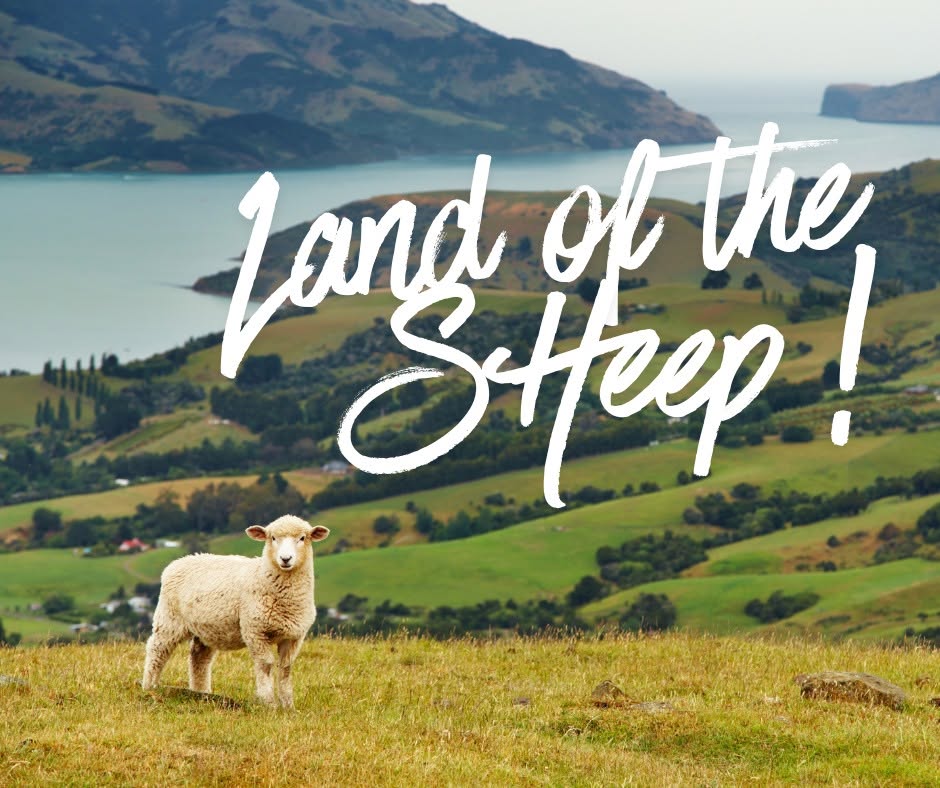 🐑 New Zealand: Land of The Sheep