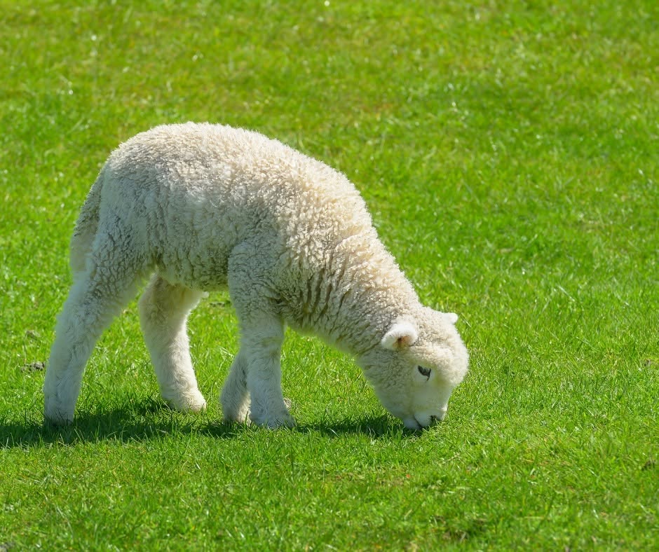 🐑 New Zealand: Land of The Sheep