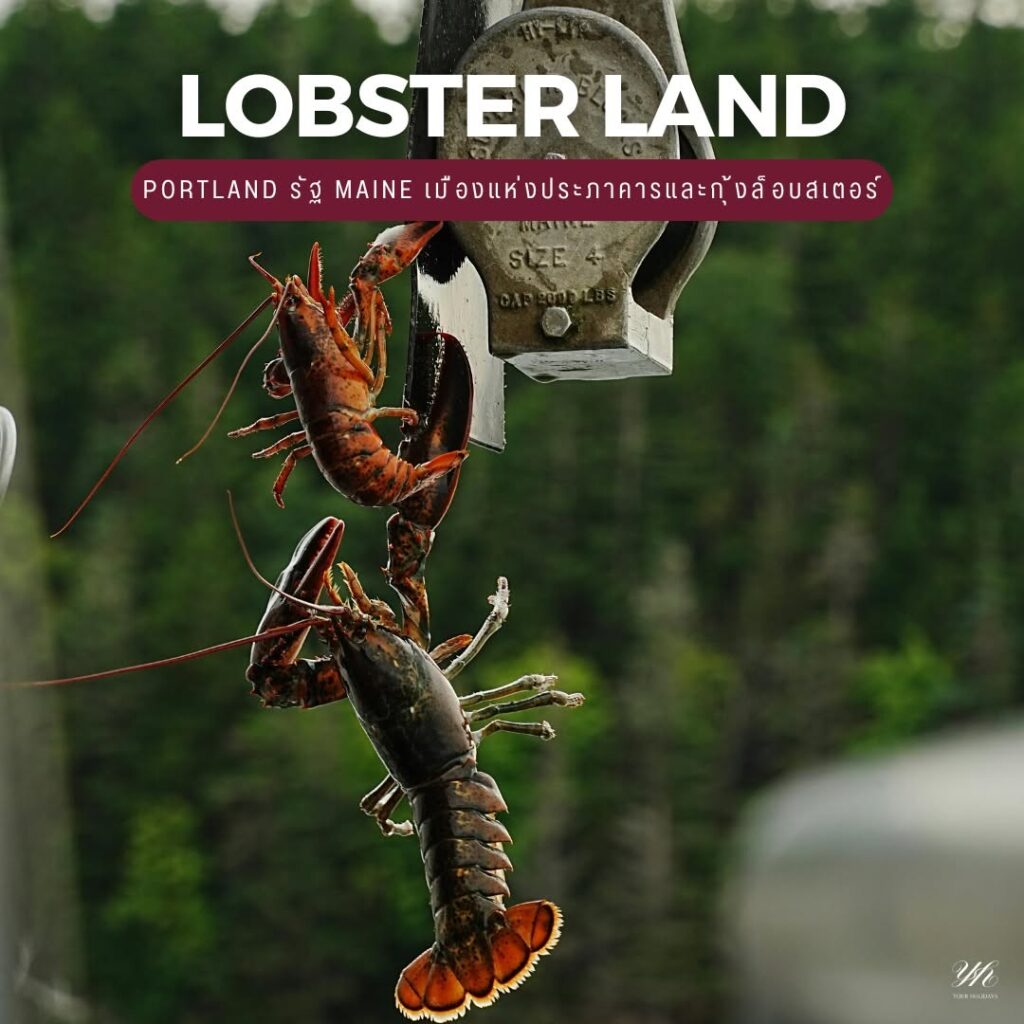 🦞 LOBSTER LAND
