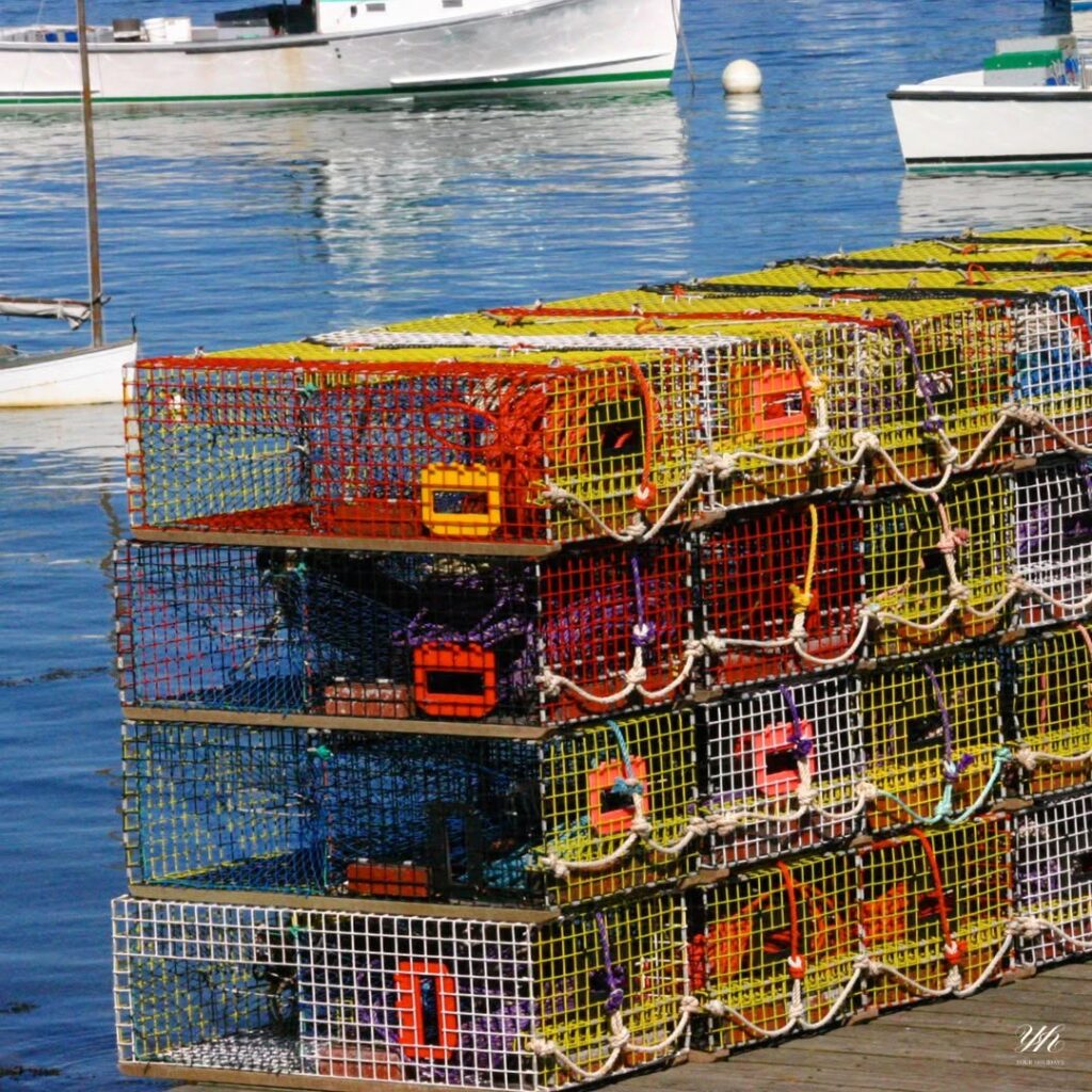 🦞 LOBSTER LAND