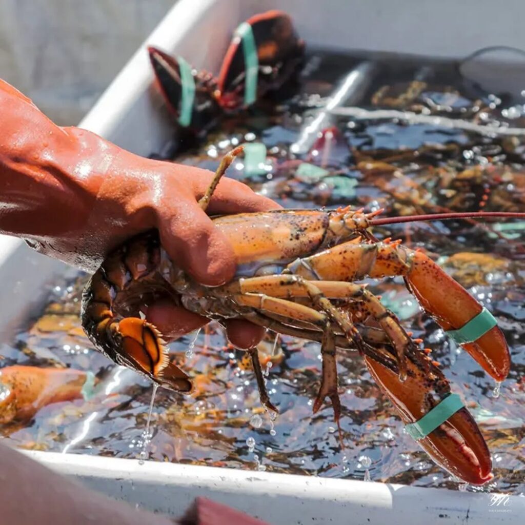 🦞 LOBSTER LAND